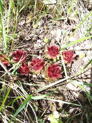 Red sempervivum