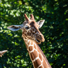The giraffe, Giraffa camelopardalis is an African mammal
