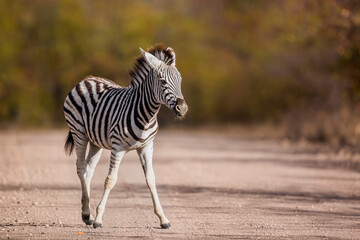 Baby Plains zebra standing on safari gravel road in Kruger National park, South Africa ; Specie...