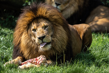 The lion, Panthera leo is one of the four big cats in the genus Panthera