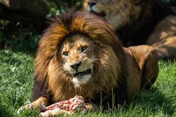 The lion, Panthera leo is one of the four big cats in the genus Panthera