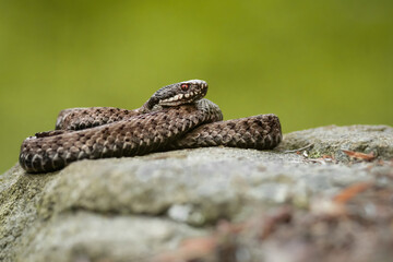 European common adder, European viper (Vipera berus), with beautiful green coloured background....