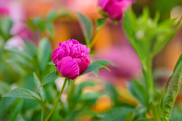 Pion. Spring concept. pink flower on green background