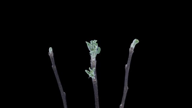 Time-lapse of blooming pear branch 2x3 in RGB + ALPHA matte format isolated on black background
