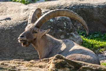 Male mountain ibex or capra ibex on a rock
