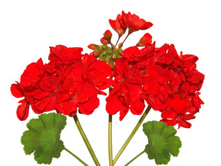 Red flowers of geranium and green leaf isolated on white
