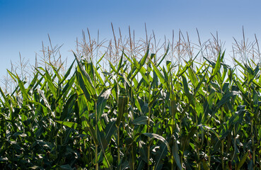 Fototapeta premium Green growing corn plants against blue sky