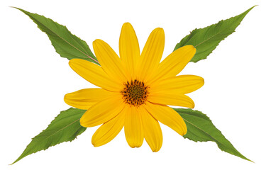 Decorative floral element with Yellow flower of Jerusalem artichoke and green leaf