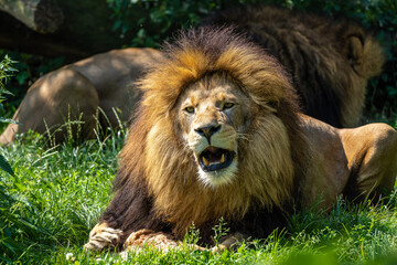 Fototapeta na wymiar The lion, Panthera leo is one of the four big cats in the genus Panthera