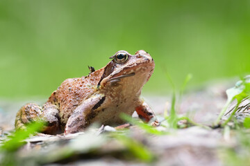 Common frog (Rana temporaria), with beautiful green coloured background. Colorful brown frog on the ground in the forest. Wildlife scene from nature, Czech Republic