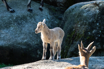 Young baby mountain ibex or capra ibex on a rock