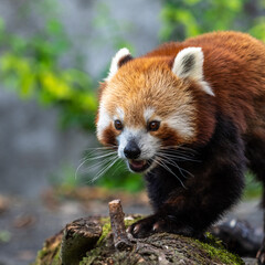 The red panda, Ailurus fulgens, also called the lesser panda.
