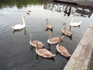 Swans with their cygnets
