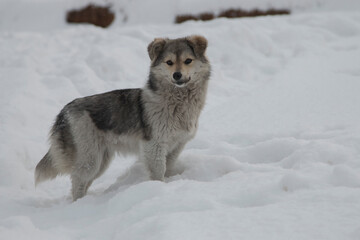 a small mongrel dog stands in the snow