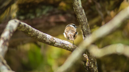 bird perched in a branch in front of the sky