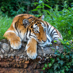 The Siberian tiger,Panthera tigris altaica in a park