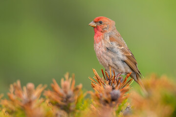 Common rosefinch (Carpodacus erythrinus), with beautiful green background. Colorful song bird with red feather sitting on the branch in the mountains. Wildlife scene from nature, Czech Republic