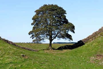 Sycamore Gap - Hadrian's Wall - Northumberland, England