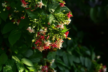 Colorful flowers and morning sunshine	