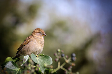 Close-up of a sparrow (Passer domesticus) sitting on a branch.