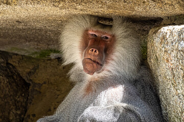 The hamadryas baboon, Papio hamadryas is a species of baboon