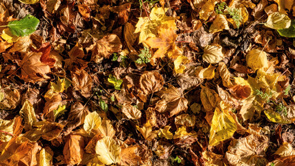 Autumn leaves lying on the ground withering