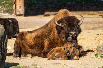 Fototapeta premium American buffalo known as bison, Bos bison in the zoo