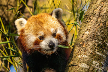 The red panda, Ailurus fulgens, also called the lesser panda.