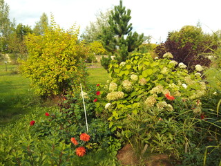 Hydrangea and other flowers