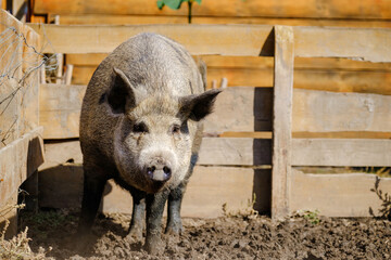 Big Wild boar, Sus scrofa, running in corral, wooden fence background. Boar on farm. Farming...