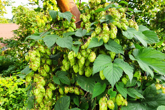 Humulus Images – Browse 26,904 Stock Photos, Vectors, and Video | Adobe ...