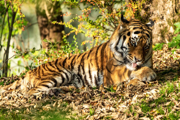 The Siberian tiger,Panthera tigris altaica in the zoo