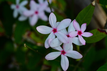 Colorful flowers and morning sunshine	