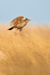 Crested lark (Galerida cristata), with beautiful yellow coloured background. Colorful song bird with yellow feather sitting on the stone on the meadow. Wildlife scene from nature, Croatia