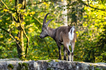 Male mountain ibex or capra ibex on a rock