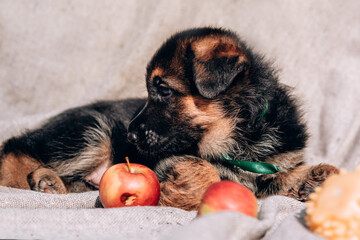 German shepherd kennel. A beautiful little black and red German shepherd puppy lies on a light gray blanket next to fresh red apples.