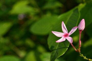 Beautiful plant in the garden Blooming in the summer.Landscaped Formal Garden