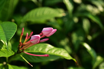 Beautiful flowers in the garden Blooming in the summer.Landscaped Formal Garden