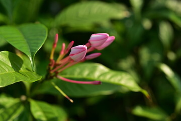 Colorful flowers and morning sunshine	