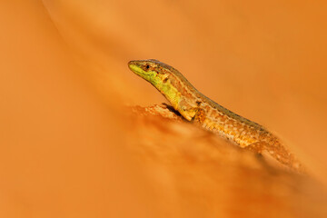 Italian wall lizard, ruin lizard (Podarcis siculus), with beautiful green coloured background. Colorful lizard with green scales on the stone near the sea. Wildlife scene from nature, Croatia
