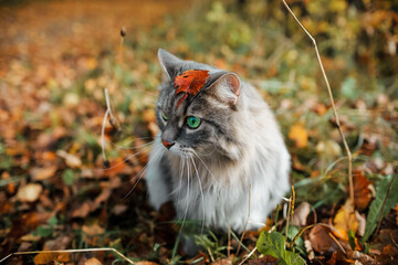 Naklejka na ściany i meble Portrait of a gray fluffy cat sits in the autumn foliage. Siberian cat with green eyes looking to the side