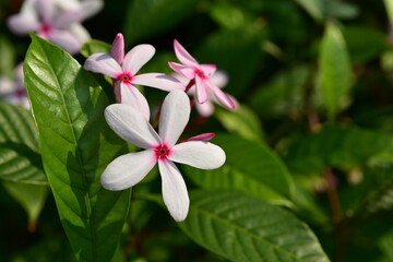Colorful flowers and morning sunshine	