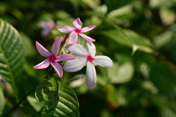 Colorful flowers and morning sunshine	