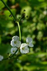 Beautiful flowers in the garden Blooming in the summer.Landscaped Formal Garden