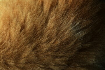 Close up of natural cat fur pattern. cat fur taxture. cat fur background.