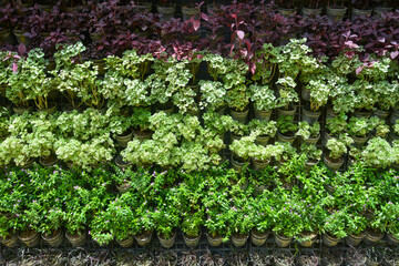 outdoor variety of plant in vertical garden floral at the wall