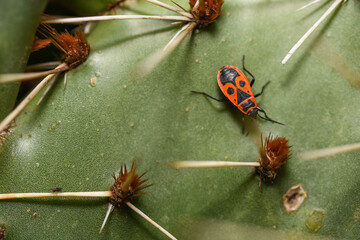 Pyrrhocoris apterus on cactus
