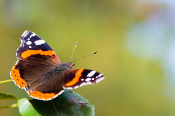 Fototapeta na wymiar big beautiful butterfly close up on green background