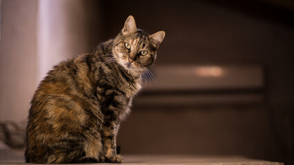 beautiful cat posing in the house