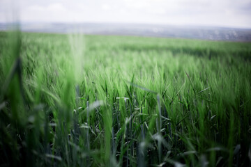 Close-up natural landscape of green wheat field in rainy day.